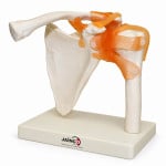Shoulder Joint Model